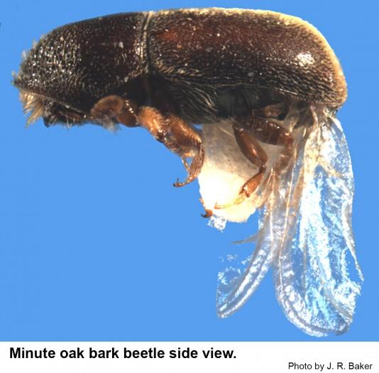 Side view of the minute oak bark beetle.