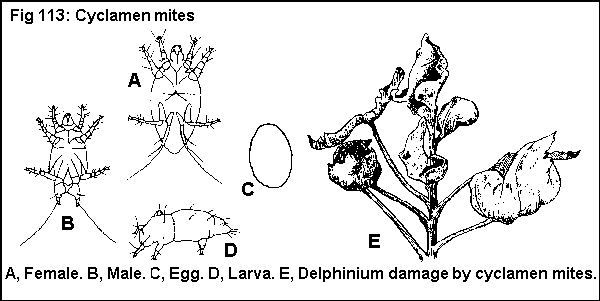 Figure 113. Cyclamen mite. A. Female. B. Male. C. Egg. D. Larva.