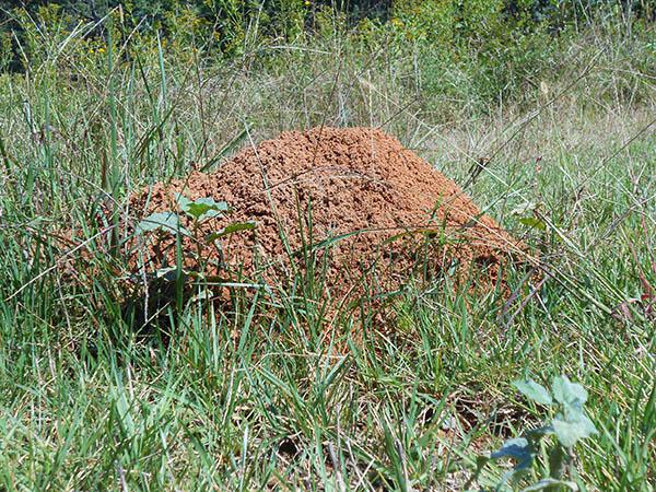 A fire ant mound in a field