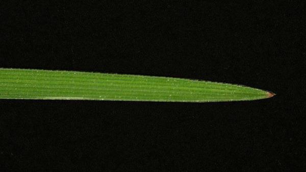 Nimblewill leaf blade