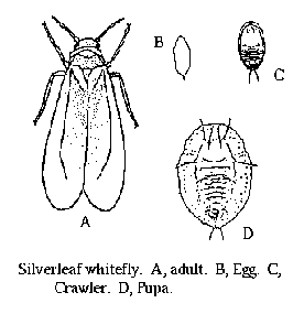 Figure 2. Silverleaf whitefly cycle.