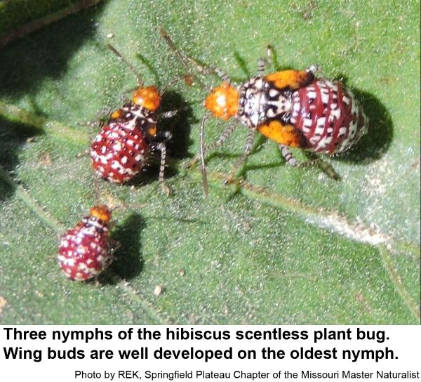 Hibiscus scentless plant bug nymphs