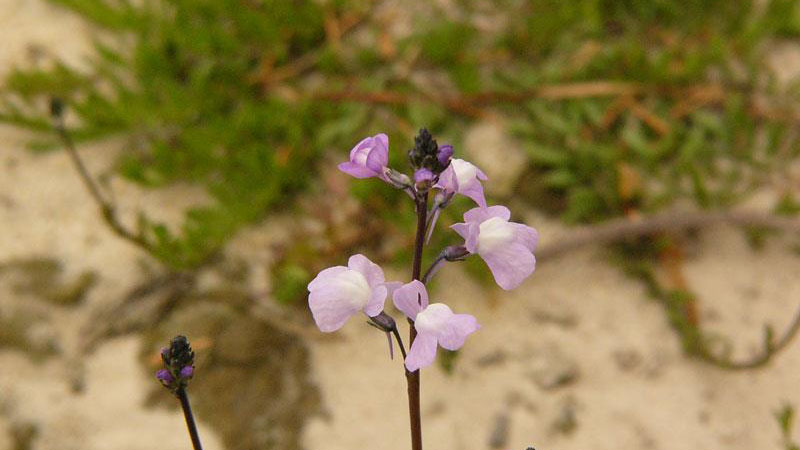 Oldfield toadflax flower color.