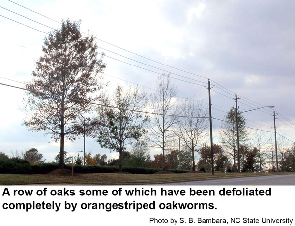 A row of oaks some of which have been defoliated completely by orangestriped oakworms