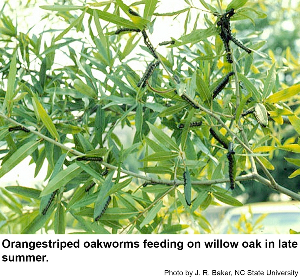 Orangestriped oakworms feeding on willow oak in late summer