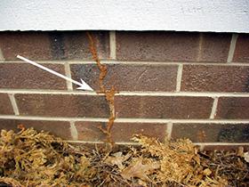 Termite mud tubes on exterior foundation wall