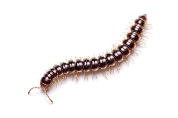 Thumbnail image for Millipedes in Turf