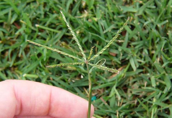 Figure 1. Bermudagrass seedhead.