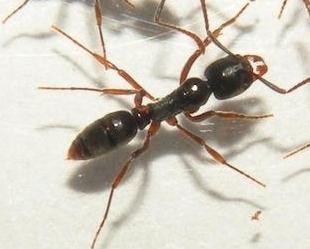 Dorsal view of an Asian needle ant.