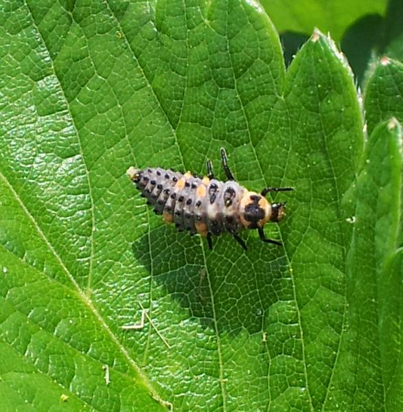 Photo of an immature ladybug