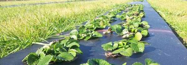 Photo of a field of strawberry crops.