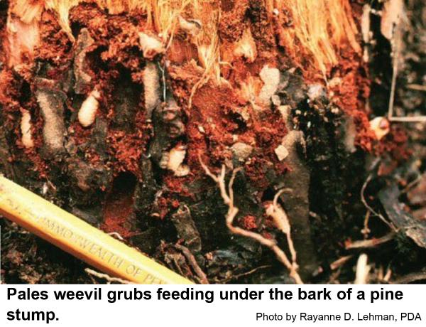 Pales weevil grubs feeding under the bark of a pine stump.
