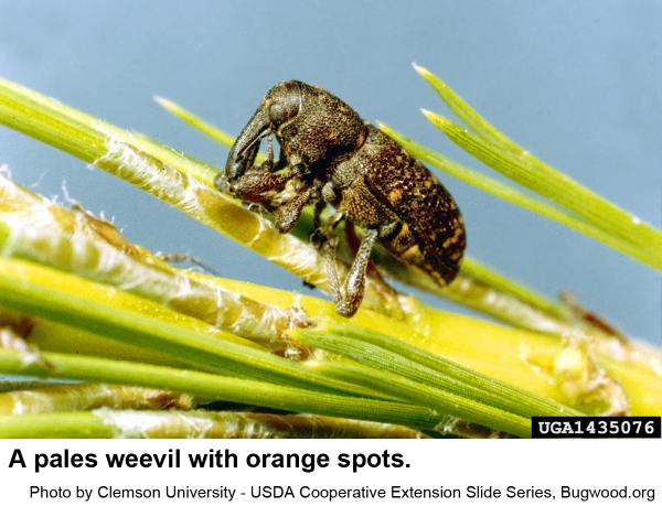 Side view of a pales weevil with orange spots