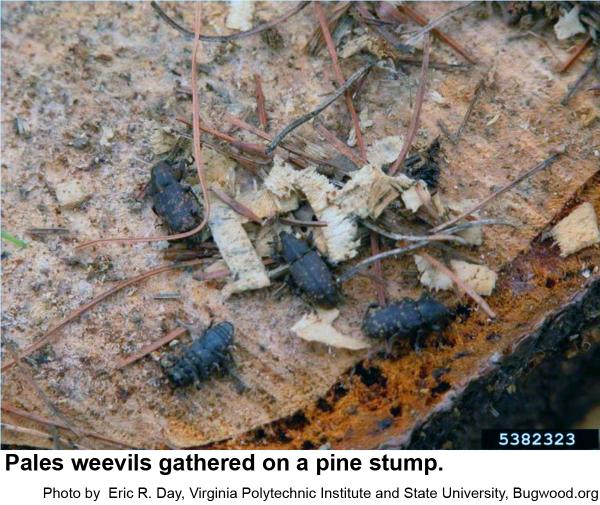 Pales weevils gathered on a pine stump