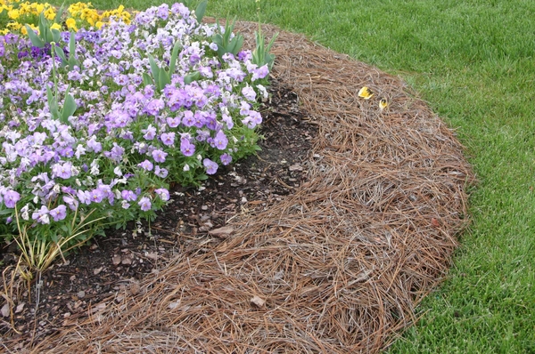 Thumbnail image for Weed Management in Annual Color Beds