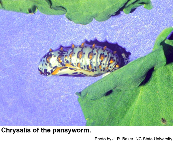 Chrysalis of the pansyworm