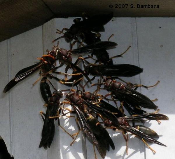 Figure 3. Close-up of paper wasps.