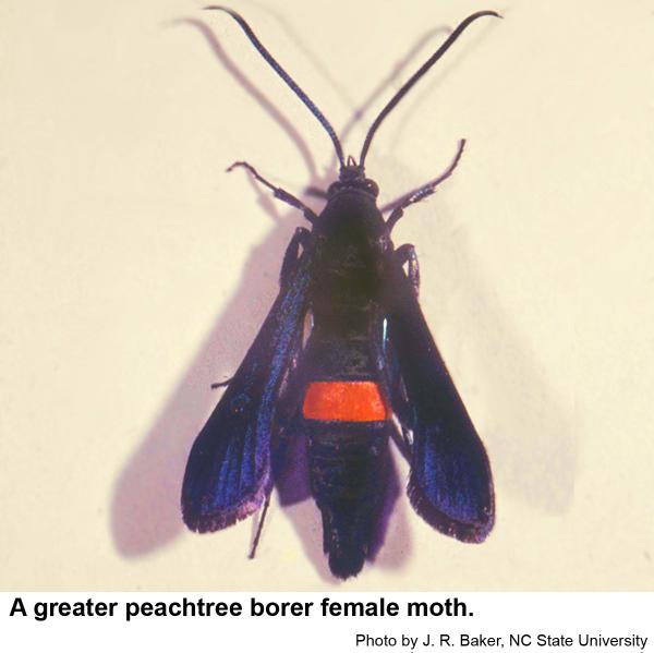 Dorsal view of a greater peachtree borer female moth