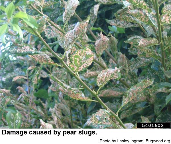 Damage caused by pear slugs.