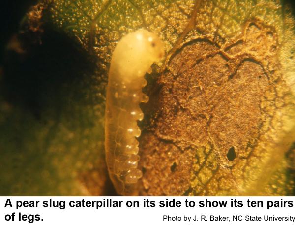 A pear slug caterpillar on its side to show its ten pairs of legs.