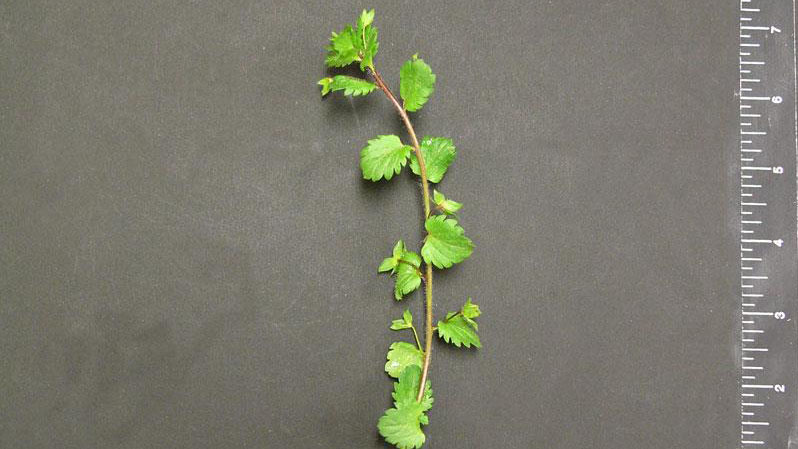 Persian speedwell leaf arrangement.