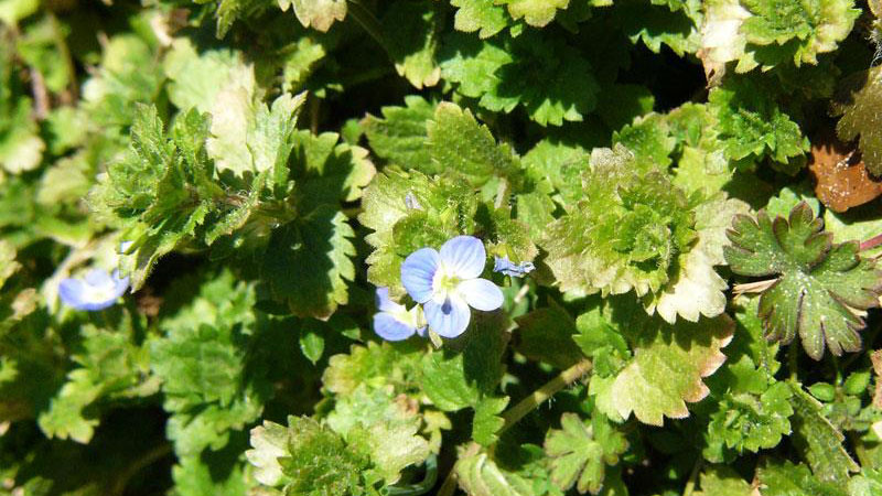 Persian speedwell flower color.