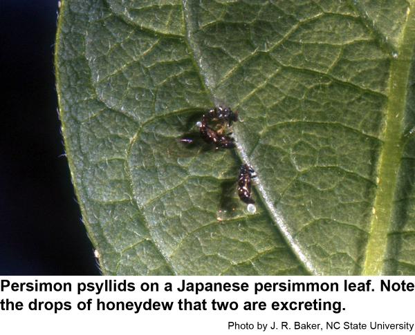 Persimmon psyllids on a Japanese persimmon leaf. Note the drops of honeydew that two are excreting.