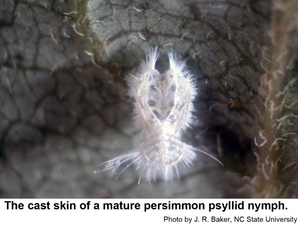The cast skin of a mature persimmon psyllid nymph