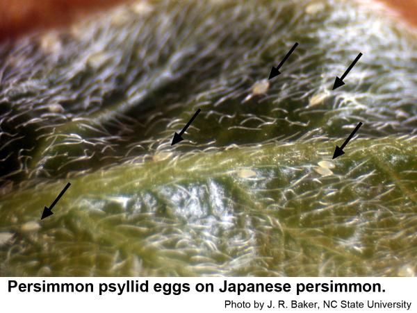 Persimmon psyllid eggs on Japanese persimmon.