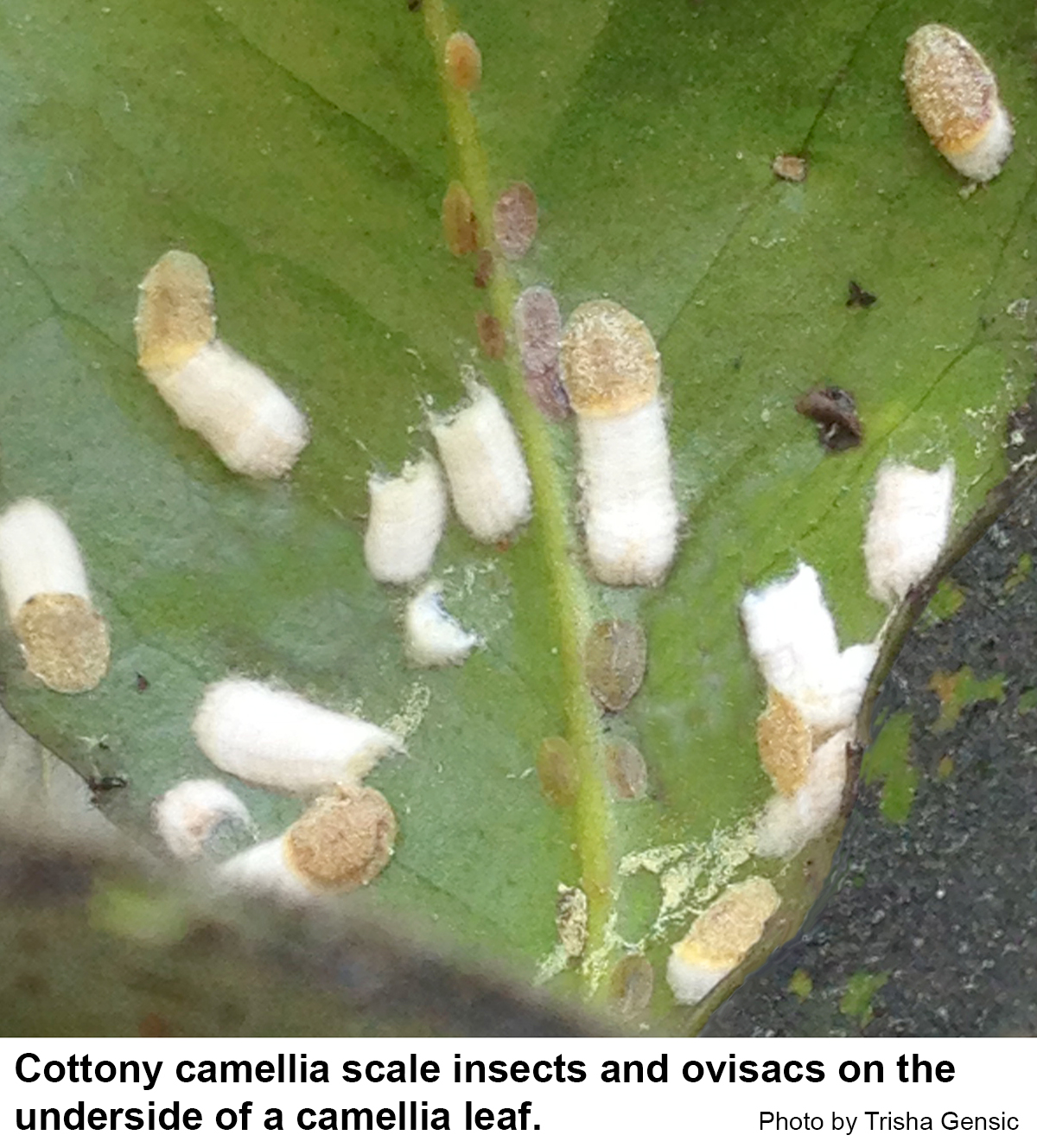 Cottony camellia scale insects and ovisacs on the underside of a camellia leaf