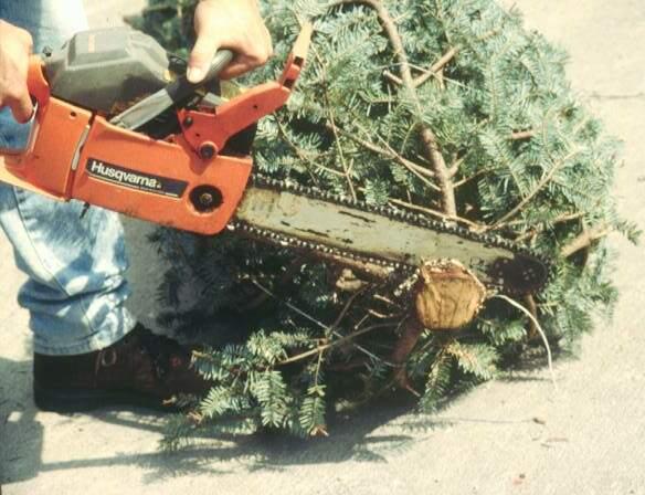 Cutting off a thin disk from a tree trunk using a chainsaw