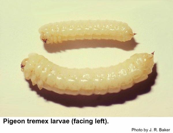 Pigeon tremex grubs larvae (facing left)