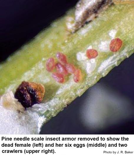 Pine needle scale insect armor removed to show the dead female (left) and her six eggs (middle) and two crawlers (upper right).