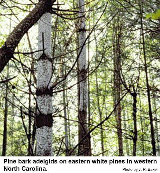 Pine bark adelgids on eastern white pines in western North Carolina