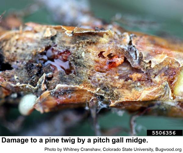 Damage to a pine twig by a pitch gall midge.