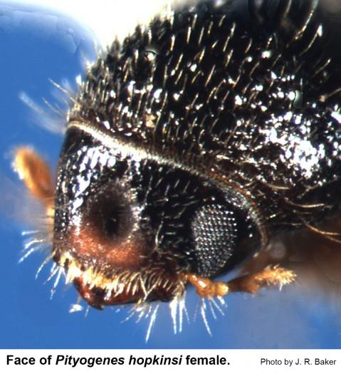 The face of female chestnut brown bark beetle