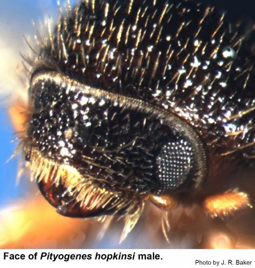 The face of male chestnut brown bark beetle