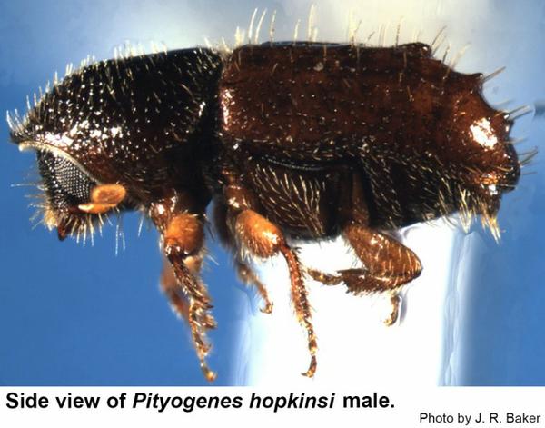 Side view of Pityogenes hopkinsi male