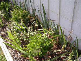 Moist-wet mulched garden beds are attractive sites for millipede