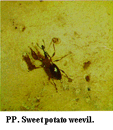 Figure PP. Sweetpotato weevil.
