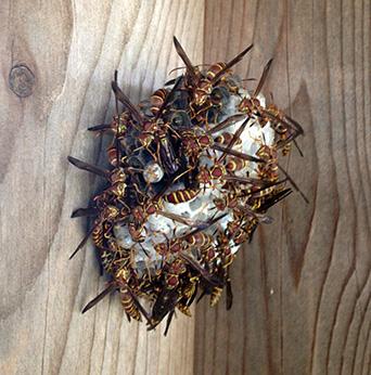 Polistes wasps on a mature nest