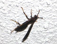 Figure 1. Paper wasp.