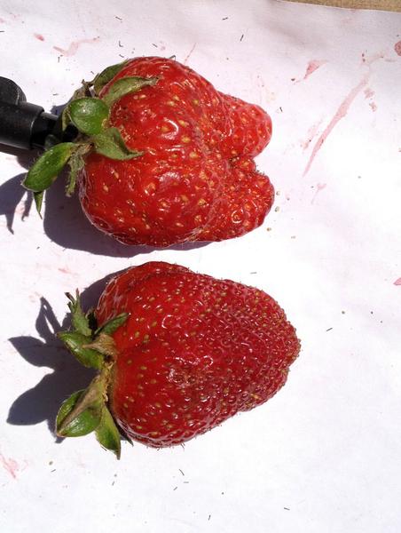 Misshapen strawberries