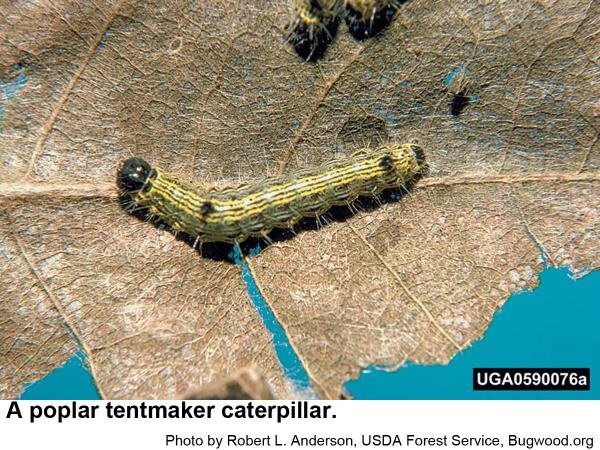 A poplar tentmaker caterpillar
