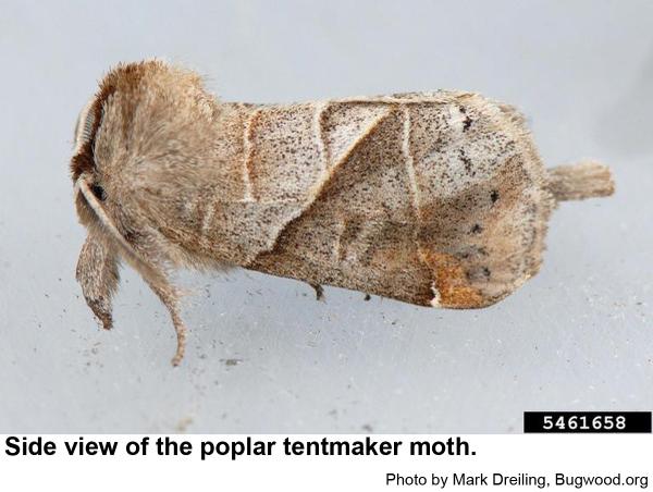 Side view of a Poplar tentmaker moth
