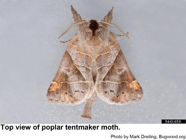 Top view of a Poplar tentmaker moth