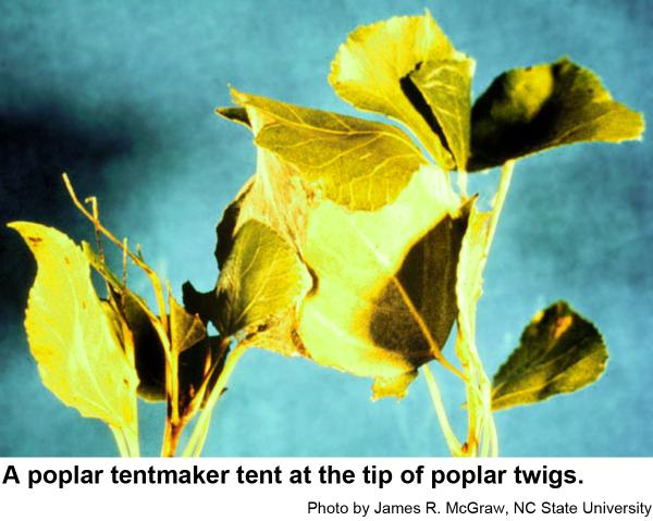 A poplar tentmaker tent at the tip of poplar twigs