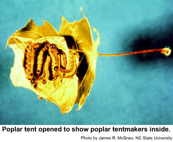 Poplar tent opened to show poplar tentmakers inside.