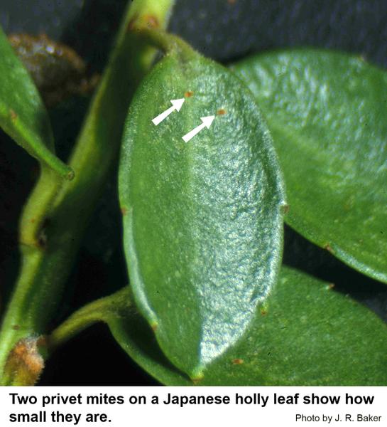 Two privet mites on a Japanese holly leaf show how small they are
