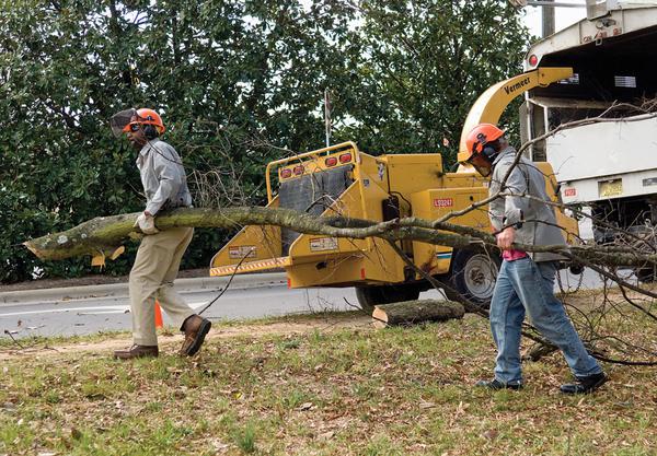 Arborists carry a tree limb to a wood chipper.